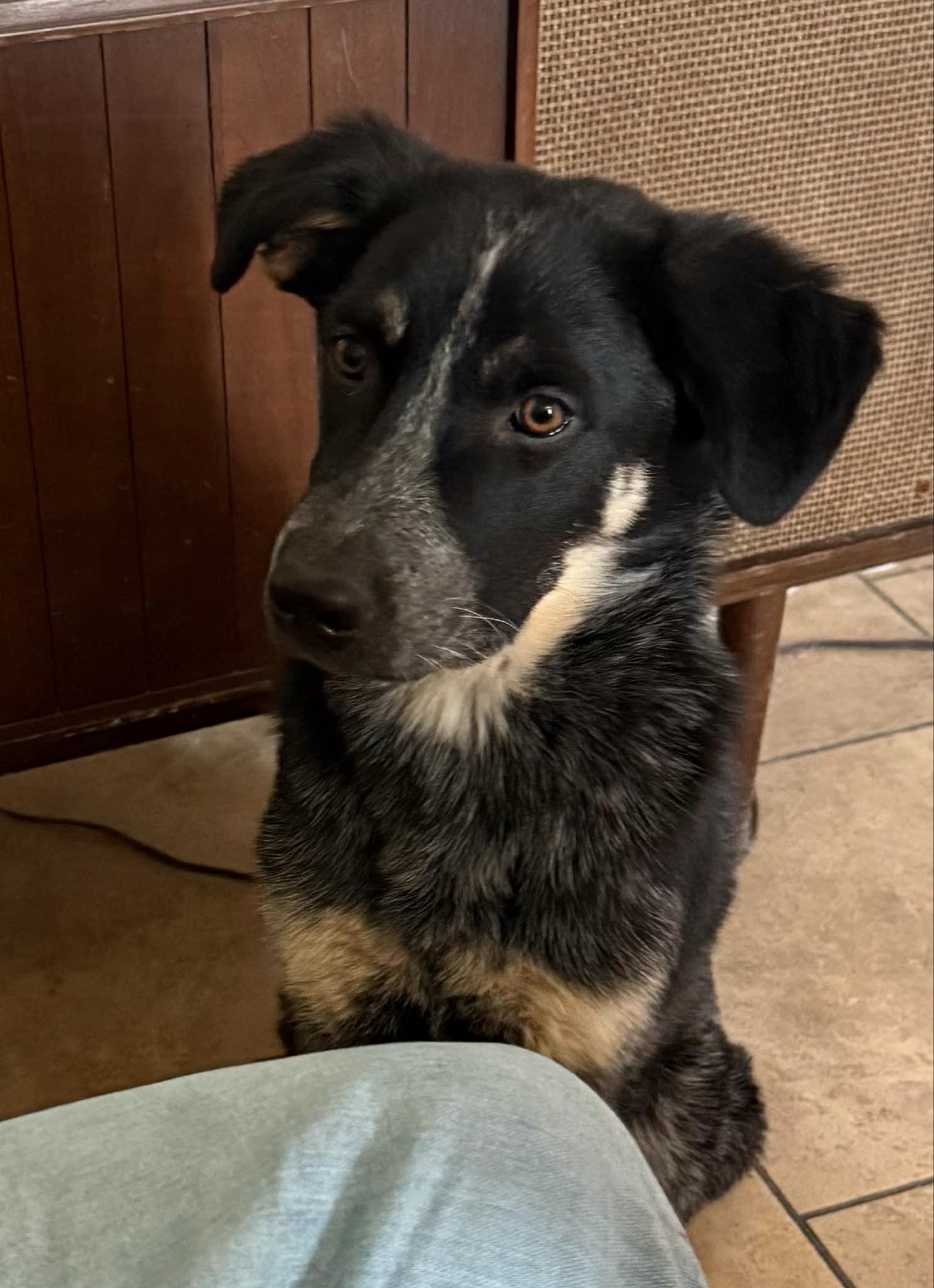 Bob and Brutus, a Adoptable mixed breed in Tonopah, AZ image 1/5