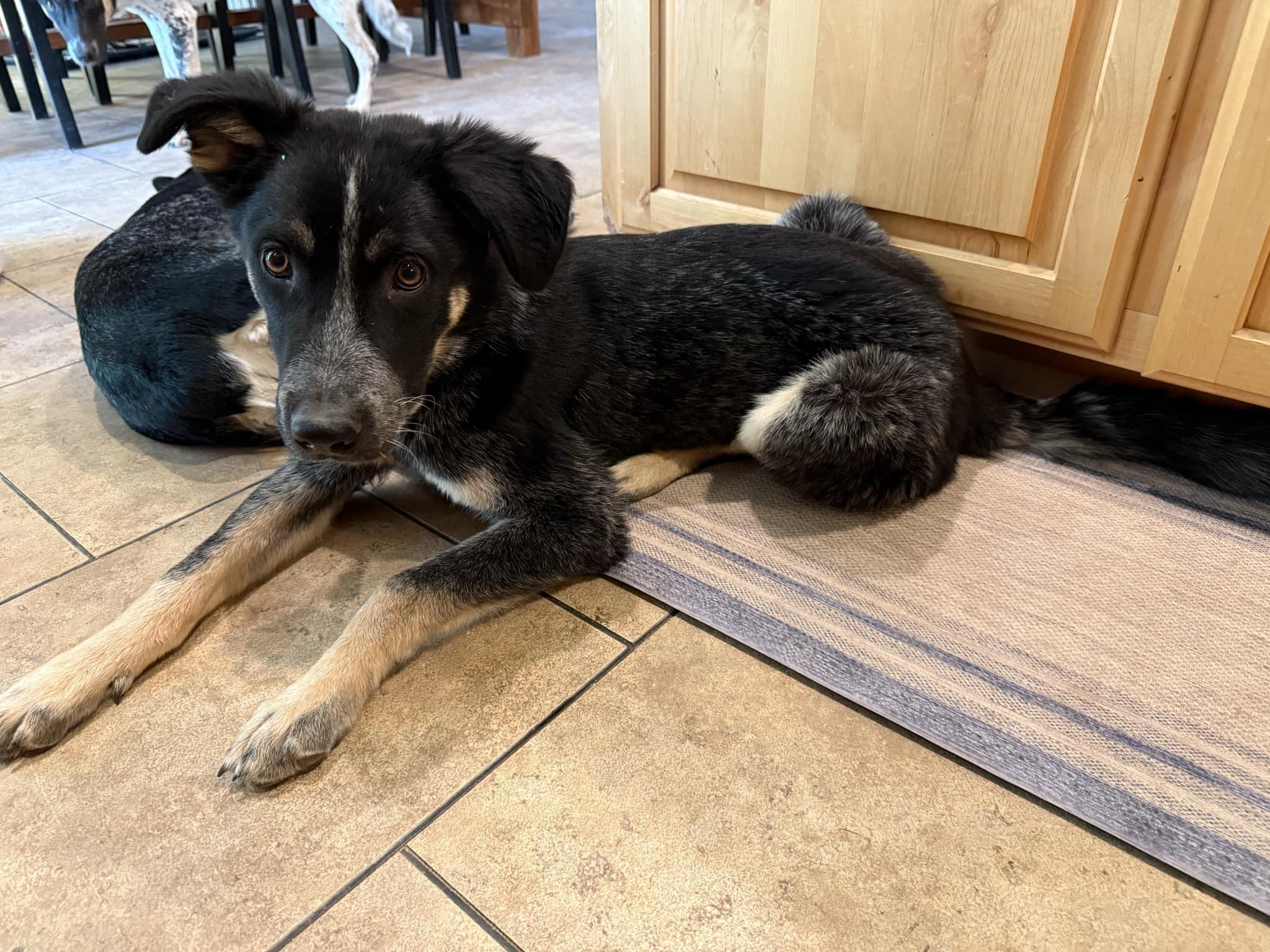 Bob and Brutus, a Adoptable mixed breed in Tonopah, AZ image 2/5