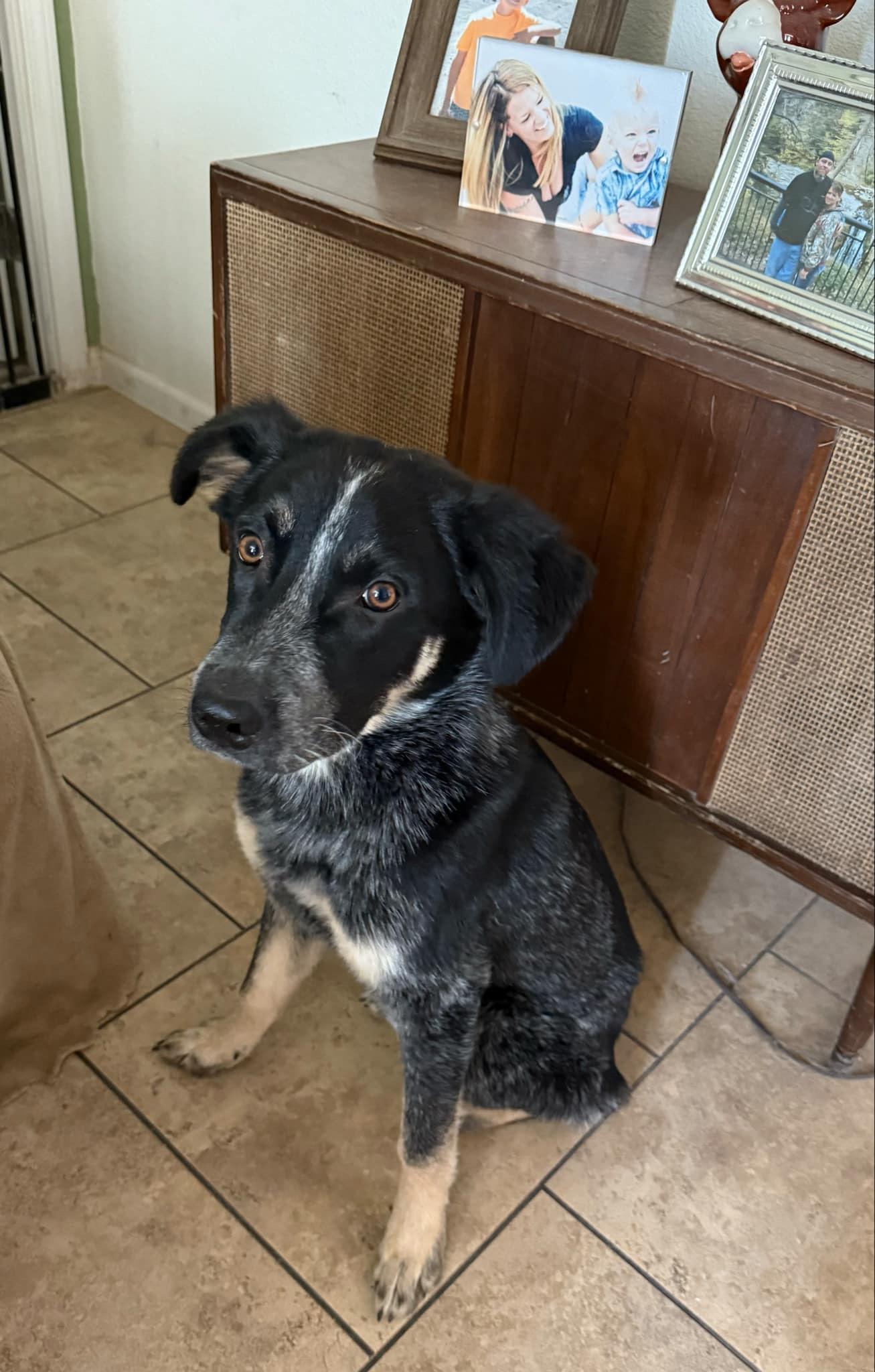 Bob and Brutus, a Adoptable mixed breed in Tonopah, AZ image 3/5