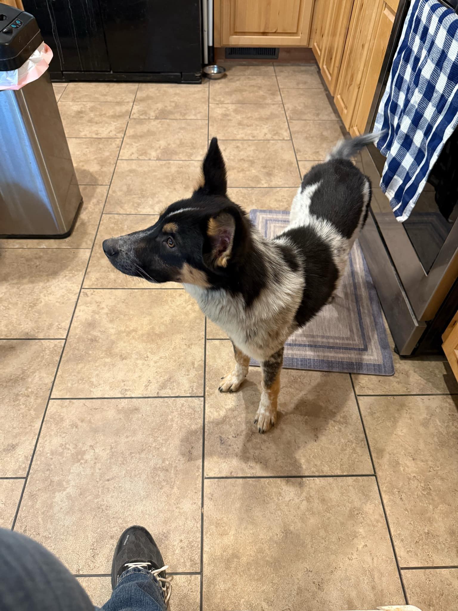 Bob and Brutus, a Adoptable mixed breed in Tonopah, AZ image 4/5