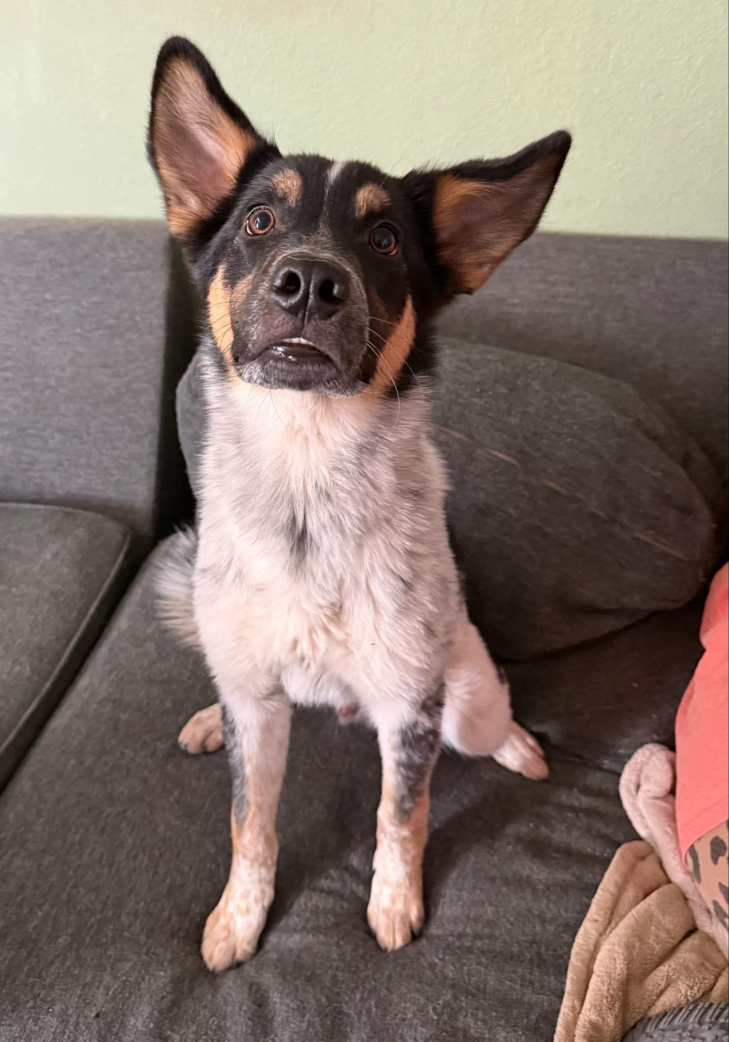 Bob and Brutus, a Adoptable mixed breed in Tonopah, AZ image 5/5