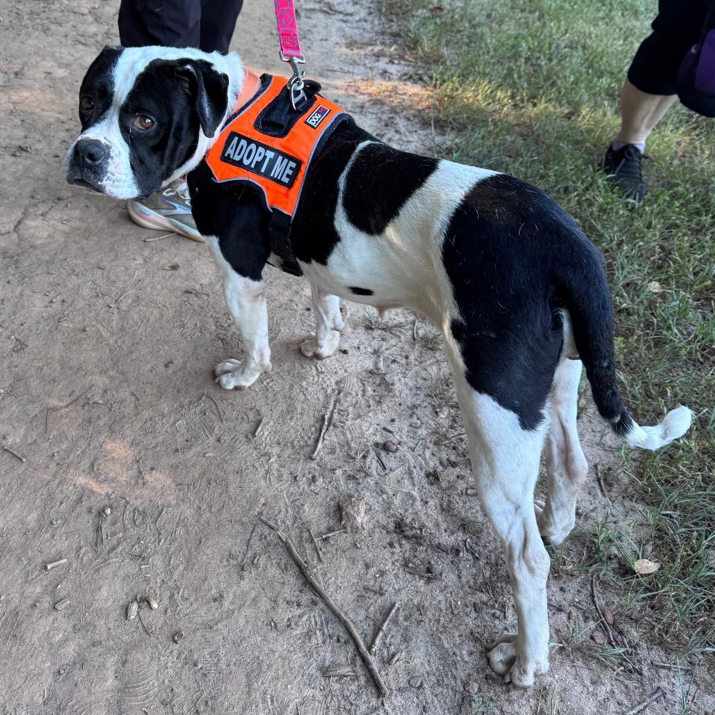 Rhymes, Adoptable, Adult Female Mixed Breed.