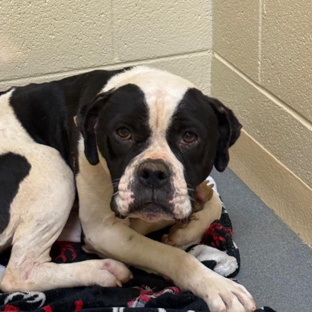 Enlarge Rhymes, a Adoptable Mixed Breed in Winston-Salem, NC image 2/6