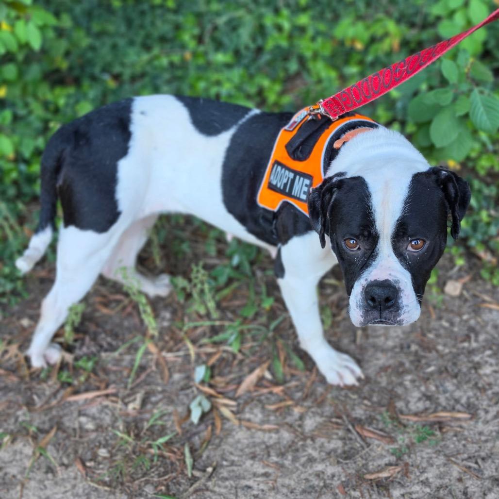 Enlarge Rhymes, a Adoptable Mixed Breed in Winston-Salem, NC image 3/6