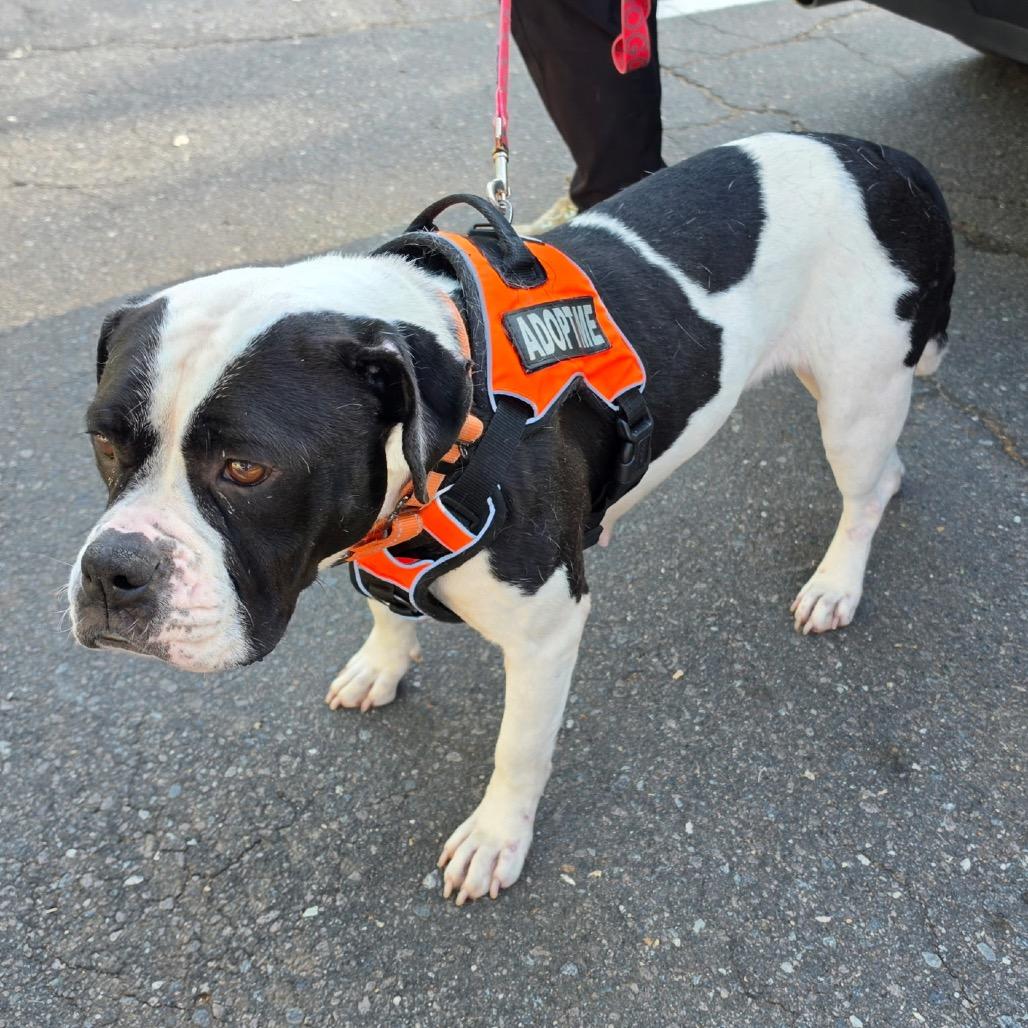 Enlarge Rhymes, a Adoptable Mixed Breed in Winston-Salem, NC image 4/6