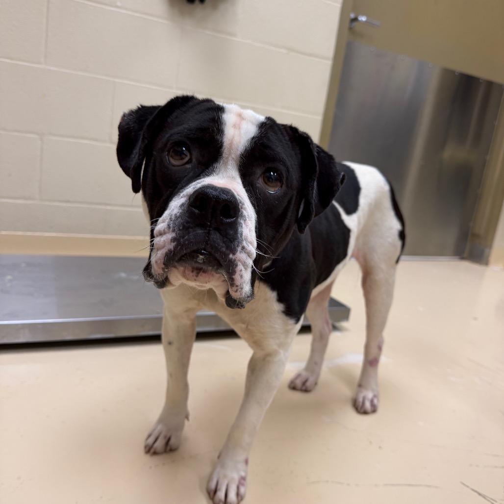 Enlarge Rhymes, a Adoptable Mixed Breed in Winston-Salem, NC image 6/6