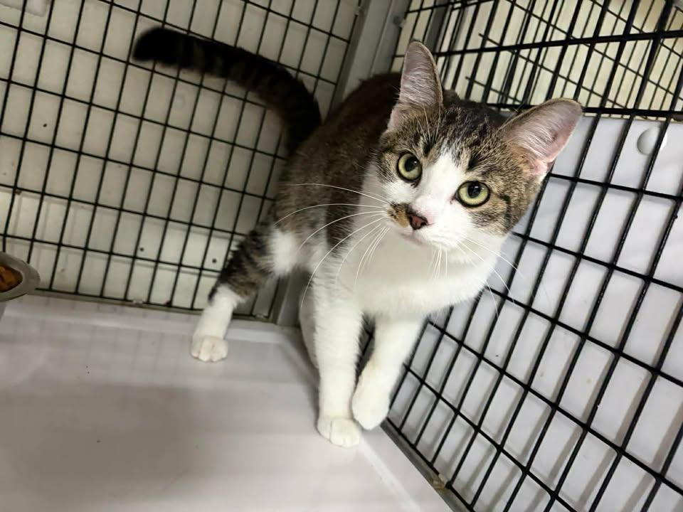 Shadow, Adoptable, Young Female Domestic Short Hair.