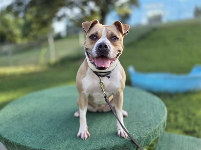 DURDEN, Adoptable, Young Female Boxer & Mixed Breed.