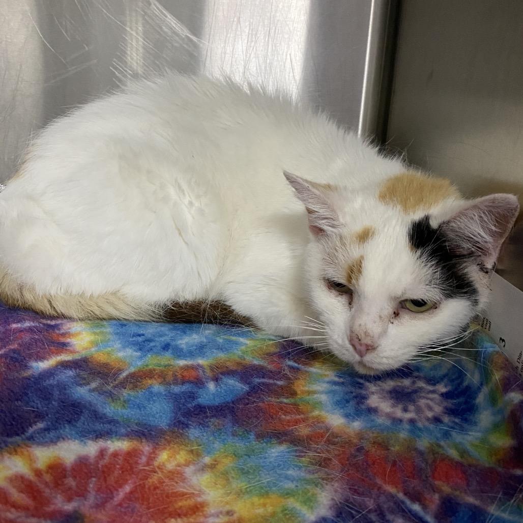 Enlarge Chessie, a Adoptable Domestic Short Hair in Washington, DC image 1/4