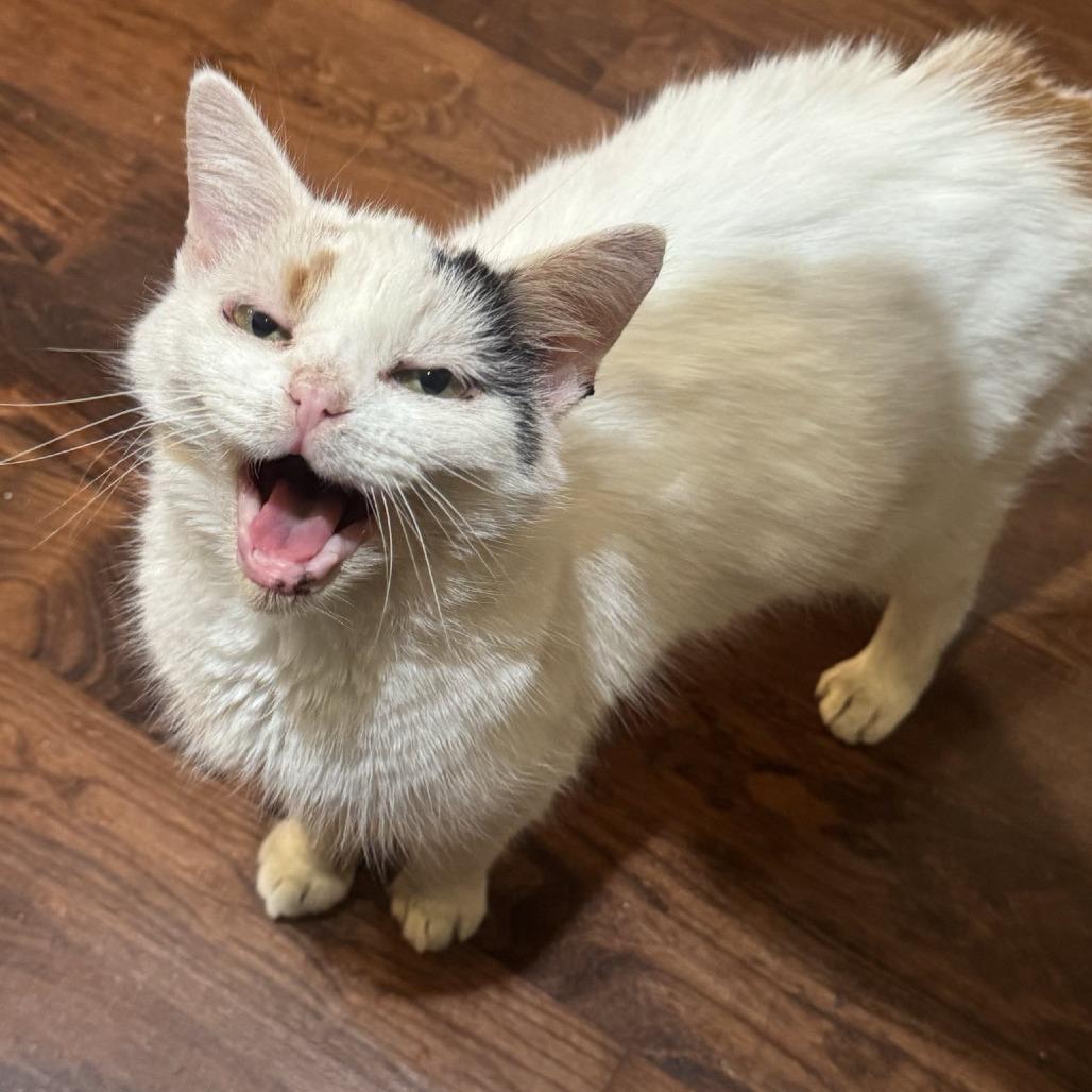 Enlarge Chessie, a Adoptable Domestic Short Hair in Washington, DC image 2/4