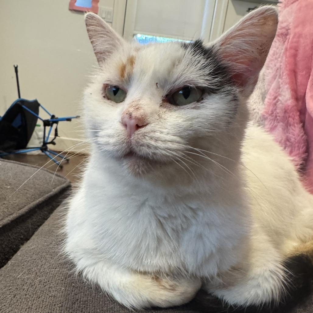 Chessie — thumbnail 3