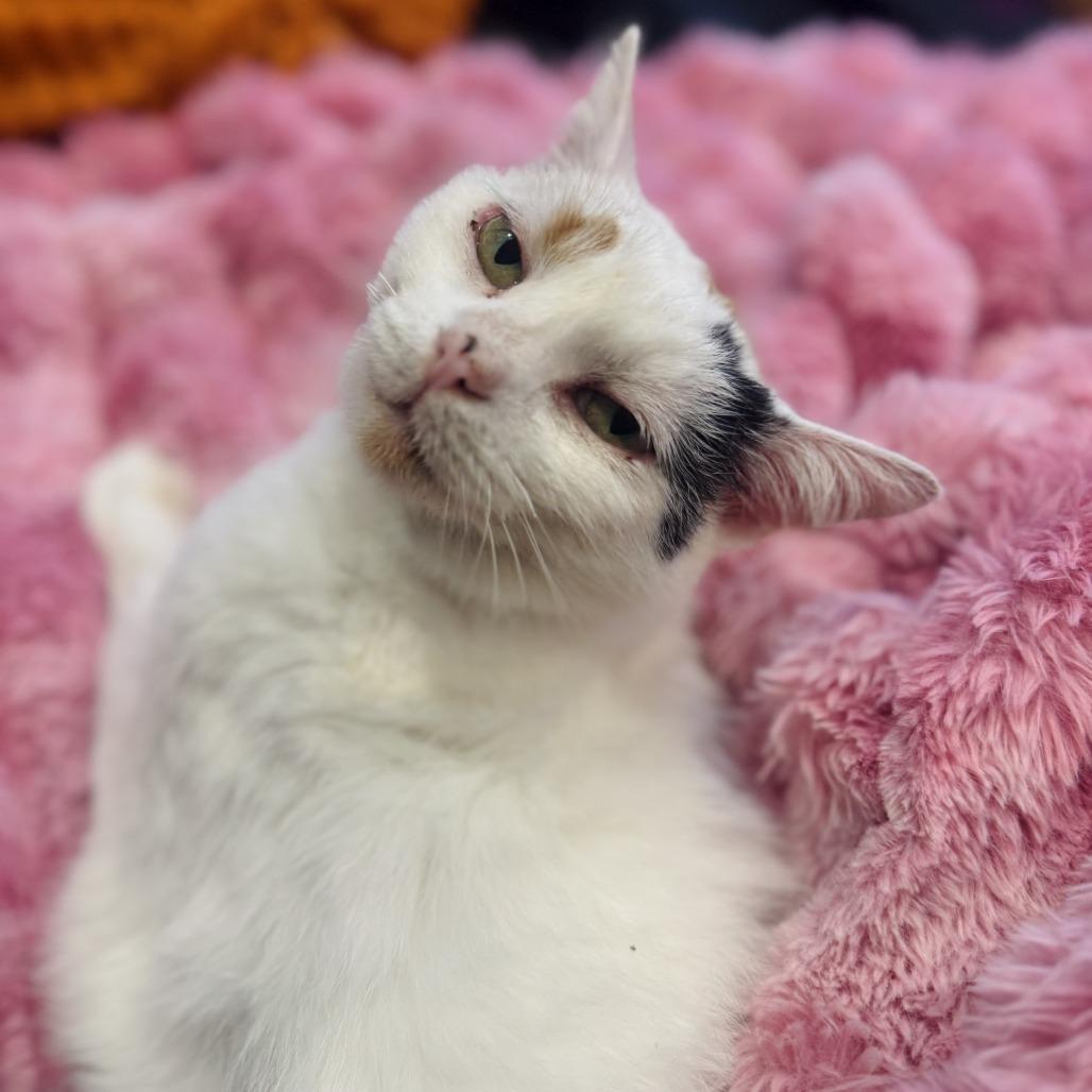 Enlarge Chessie, a Adoptable Domestic Short Hair in Washington, DC image 4/4