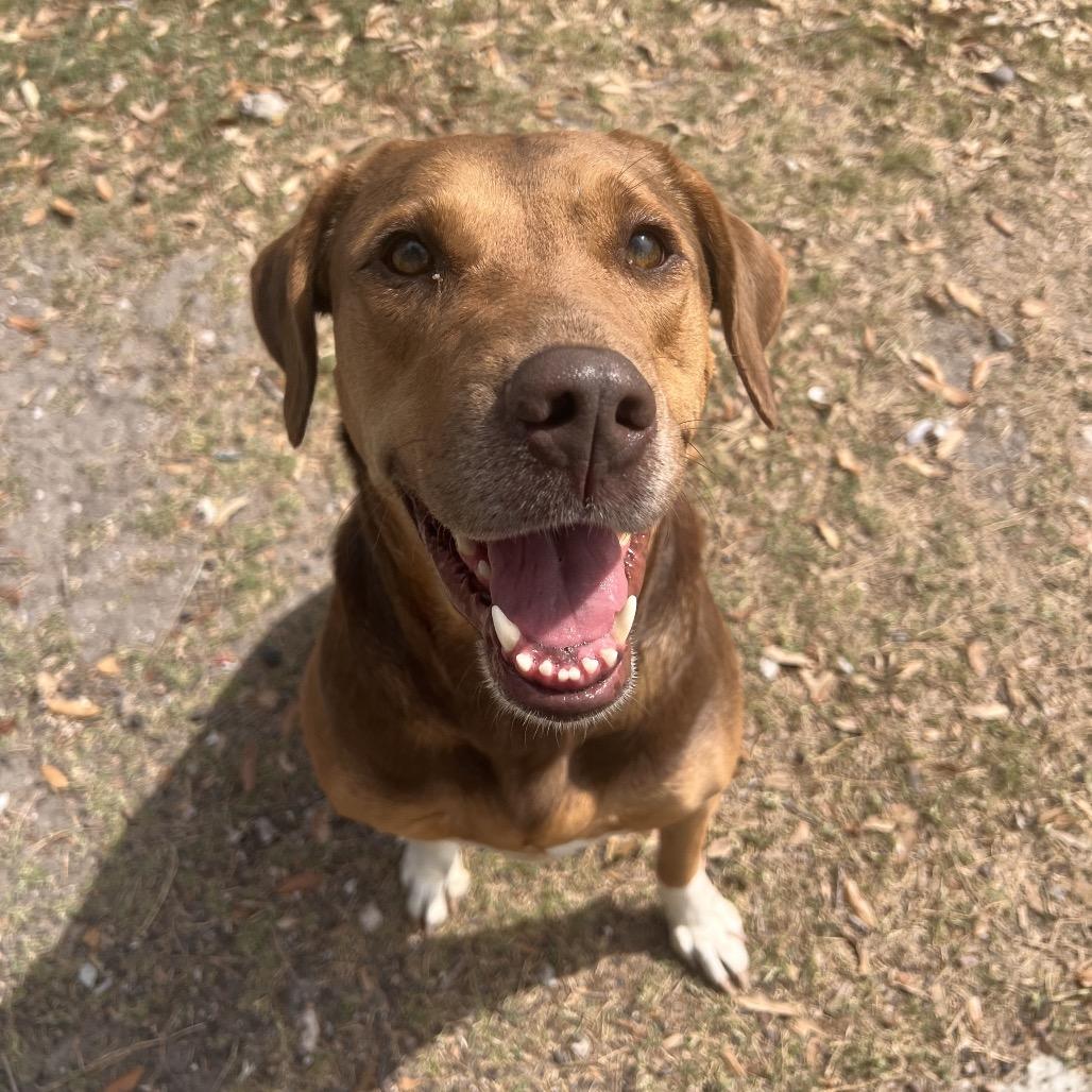 Enlarge Autumn, a Adoptable mixed breed in Corpus Christi, TX image 1/6