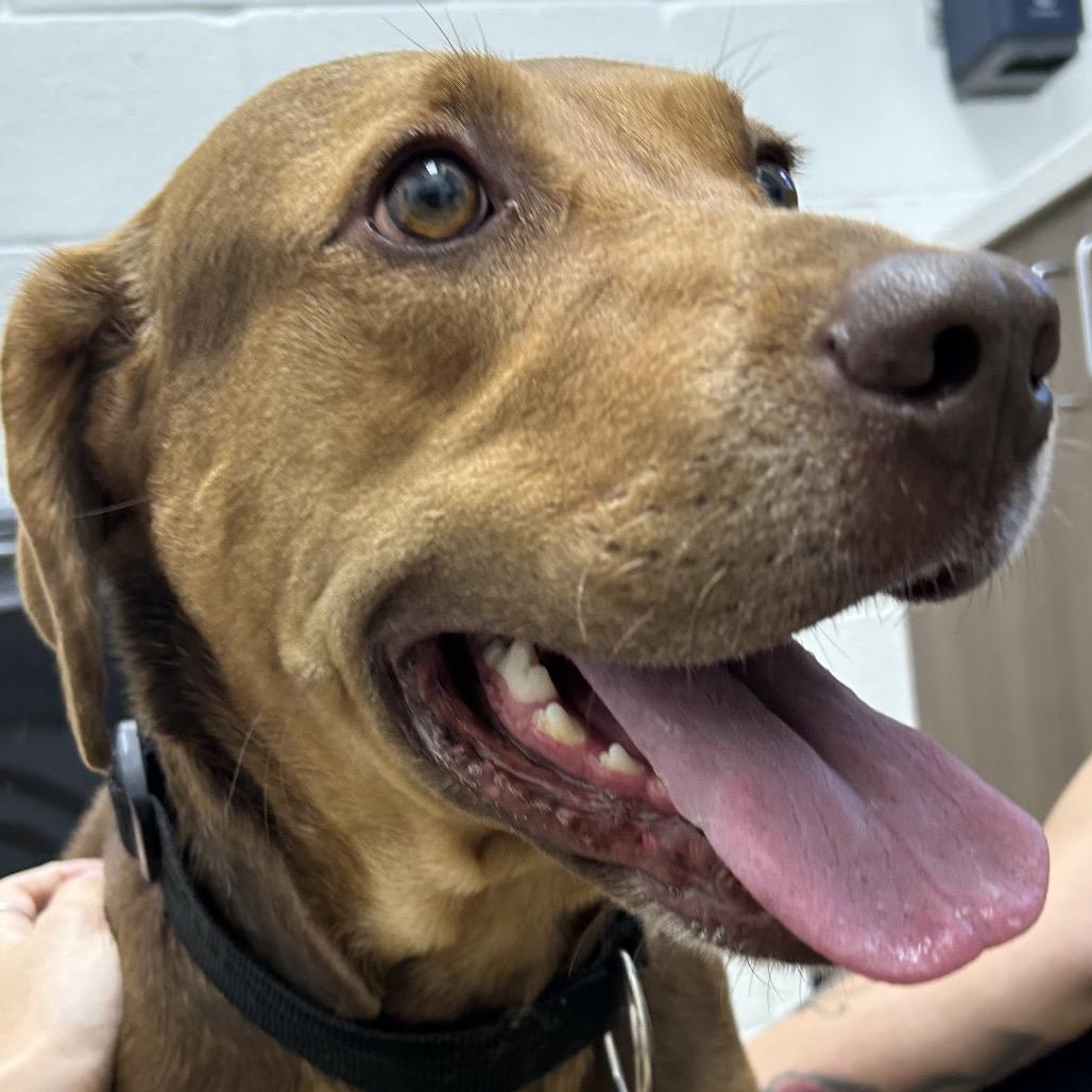 Enlarge Autumn, a Adoptable mixed breed in Corpus Christi, TX image 2/6