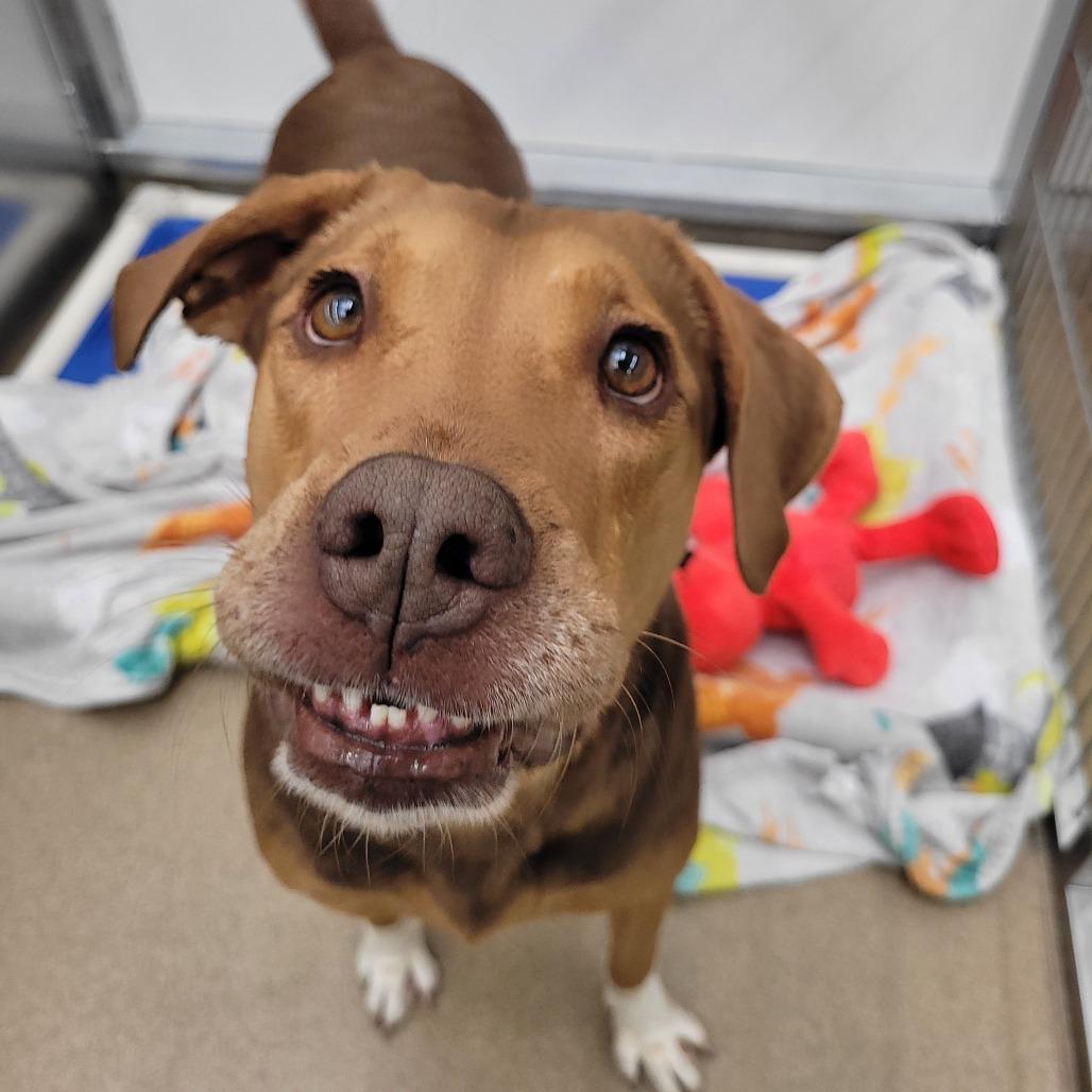 Enlarge Autumn, a Adoptable mixed breed in Corpus Christi, TX image 3/6