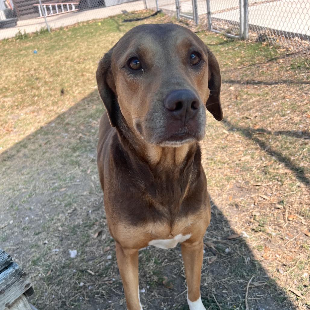 Enlarge Autumn, a Adoptable mixed breed in Corpus Christi, TX image 4/6