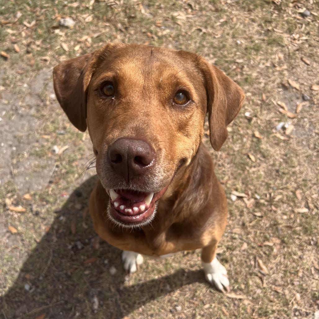 Enlarge Autumn, a Adoptable mixed breed in Corpus Christi, TX image 5/6