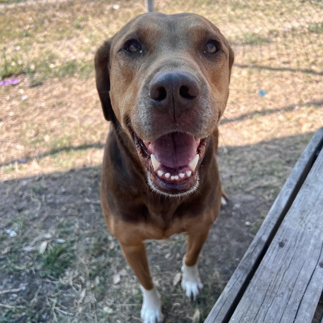 Enlarge Autumn, a Adoptable mixed breed in Corpus Christi, TX image 6/6