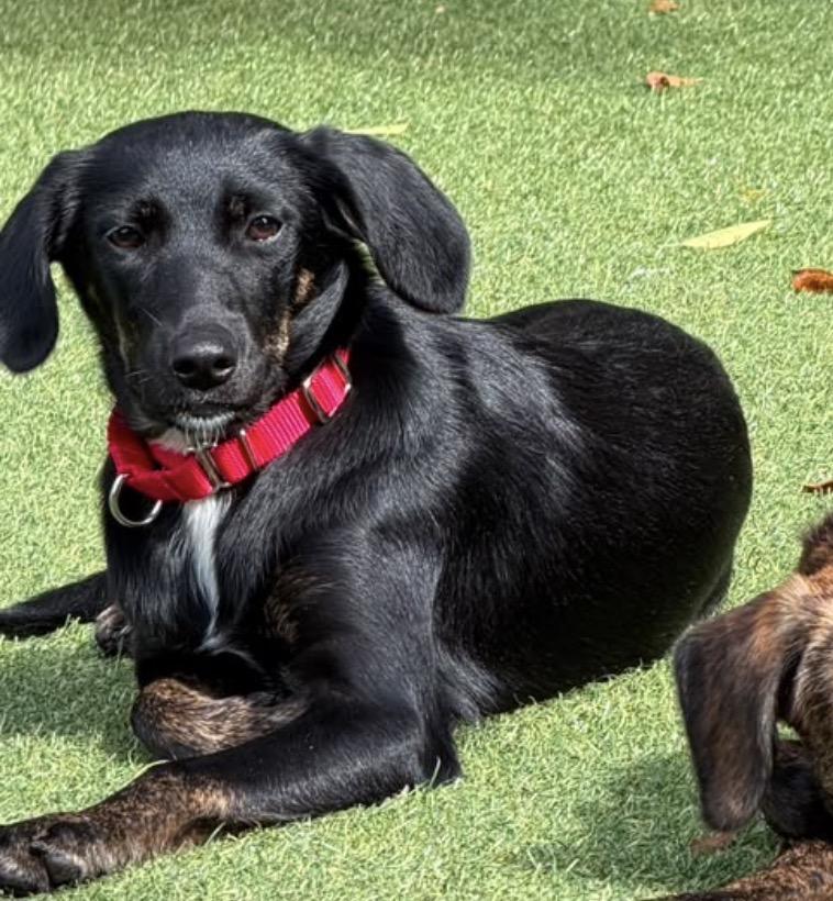 Enlarge Louise, a Adopted mixed breed in Pembroke, MA image 1/3