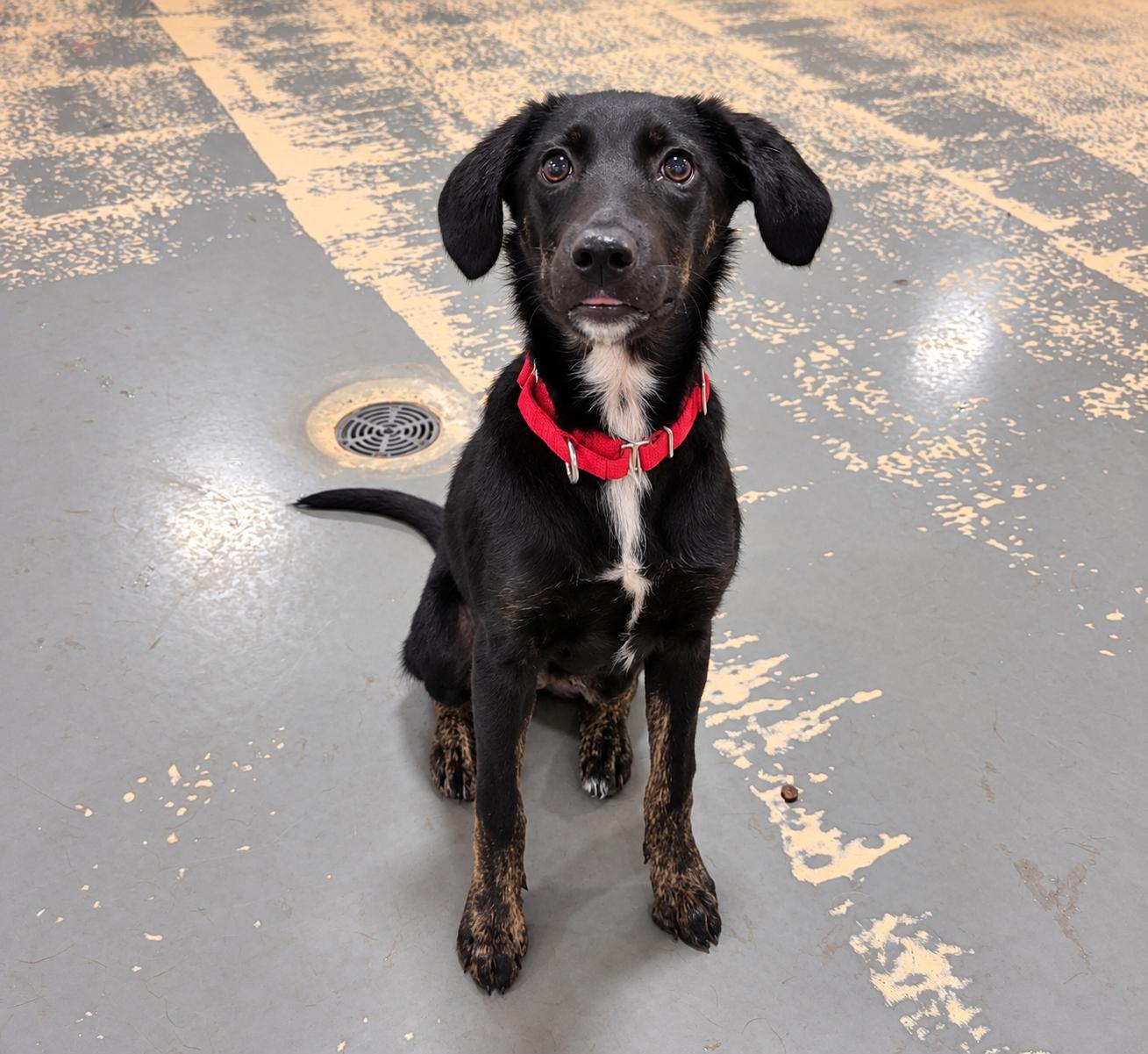 Enlarge Louise, a Adopted mixed breed in Pembroke, MA image 3/3