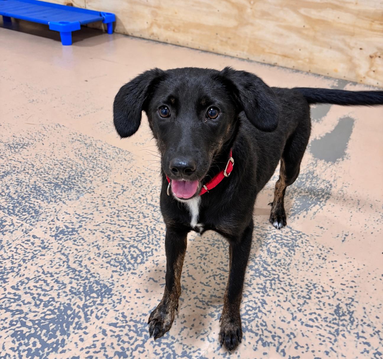 Enlarge Louise, a Adopted mixed breed in Pembroke, MA image 2/3