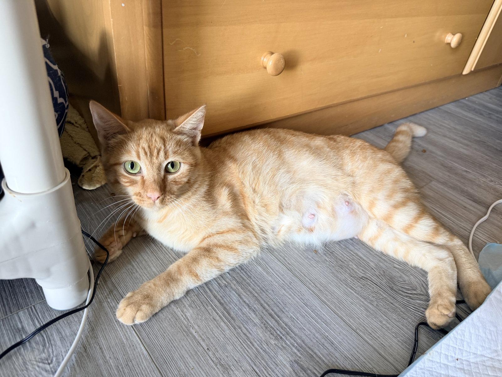 Minchi, Adoptable, Adult Female Domestic Short Hair.