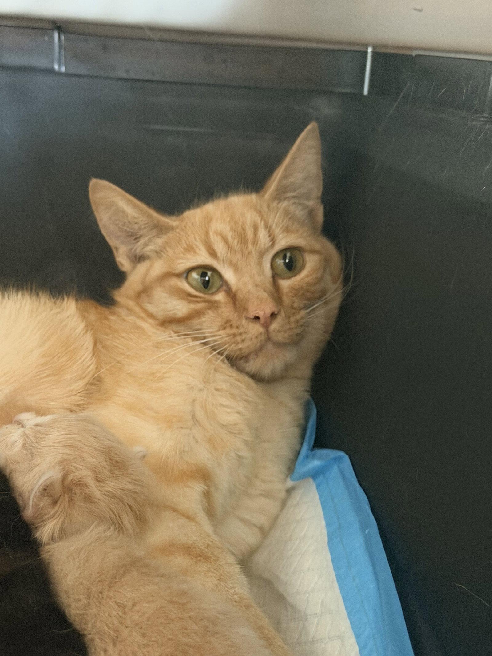 Enlarge Minchi, a Adoptable Domestic Short Hair in Colorado Springs, CO image 2/2