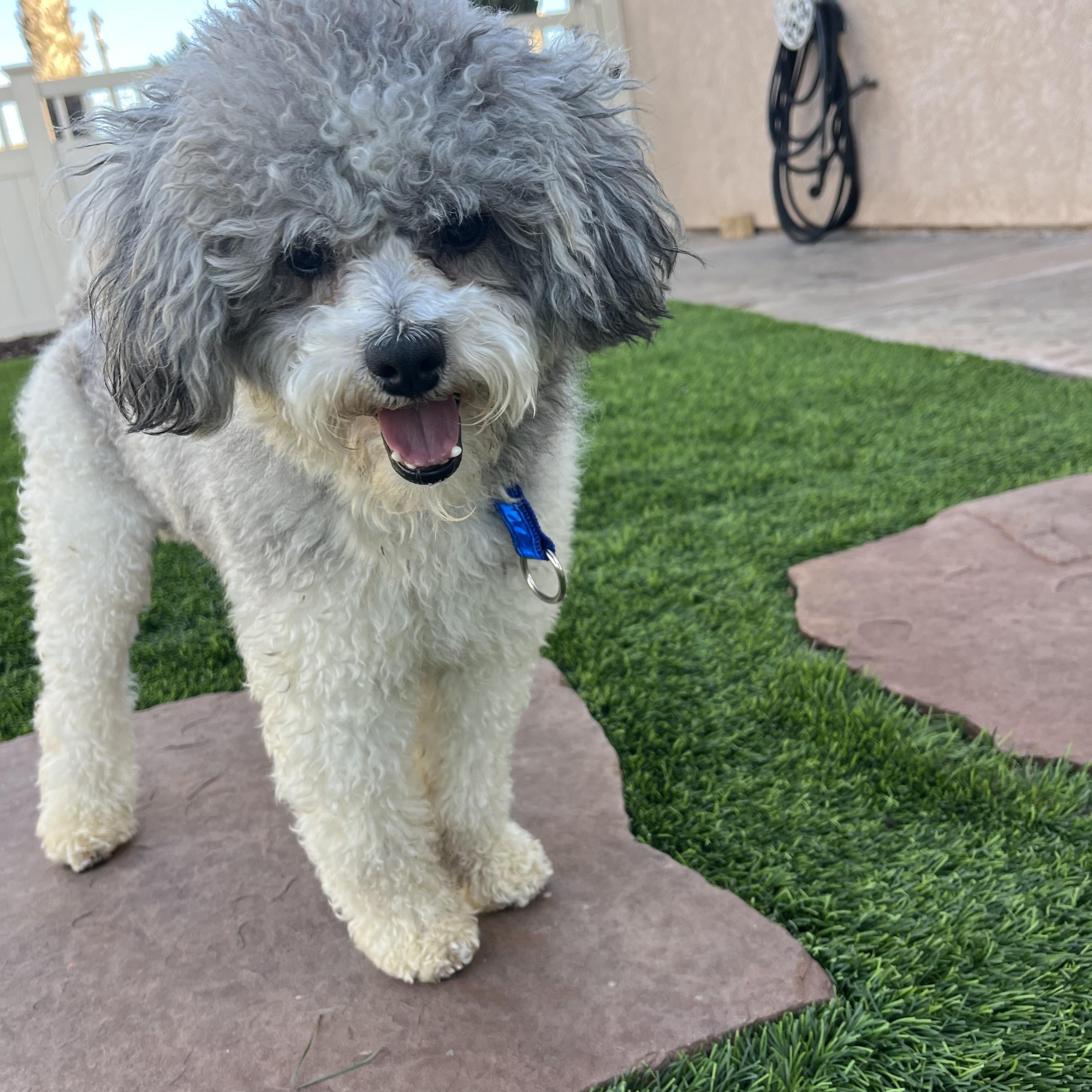 Enlarge Ottis , a ADOPTABLE Poodle in Poway, CA image 3/4