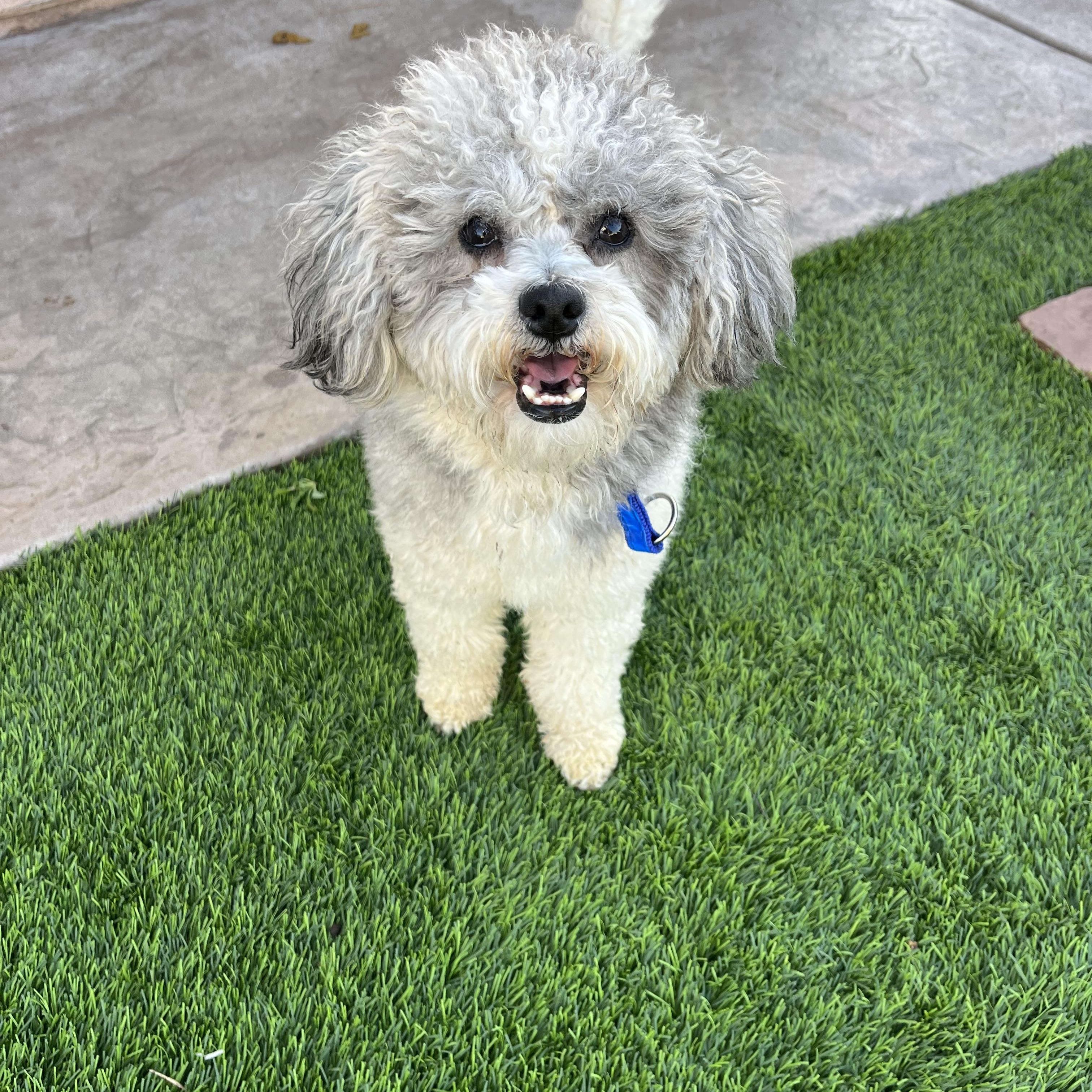 Enlarge Ottis , a ADOPTABLE Poodle in Poway, CA image 4/4