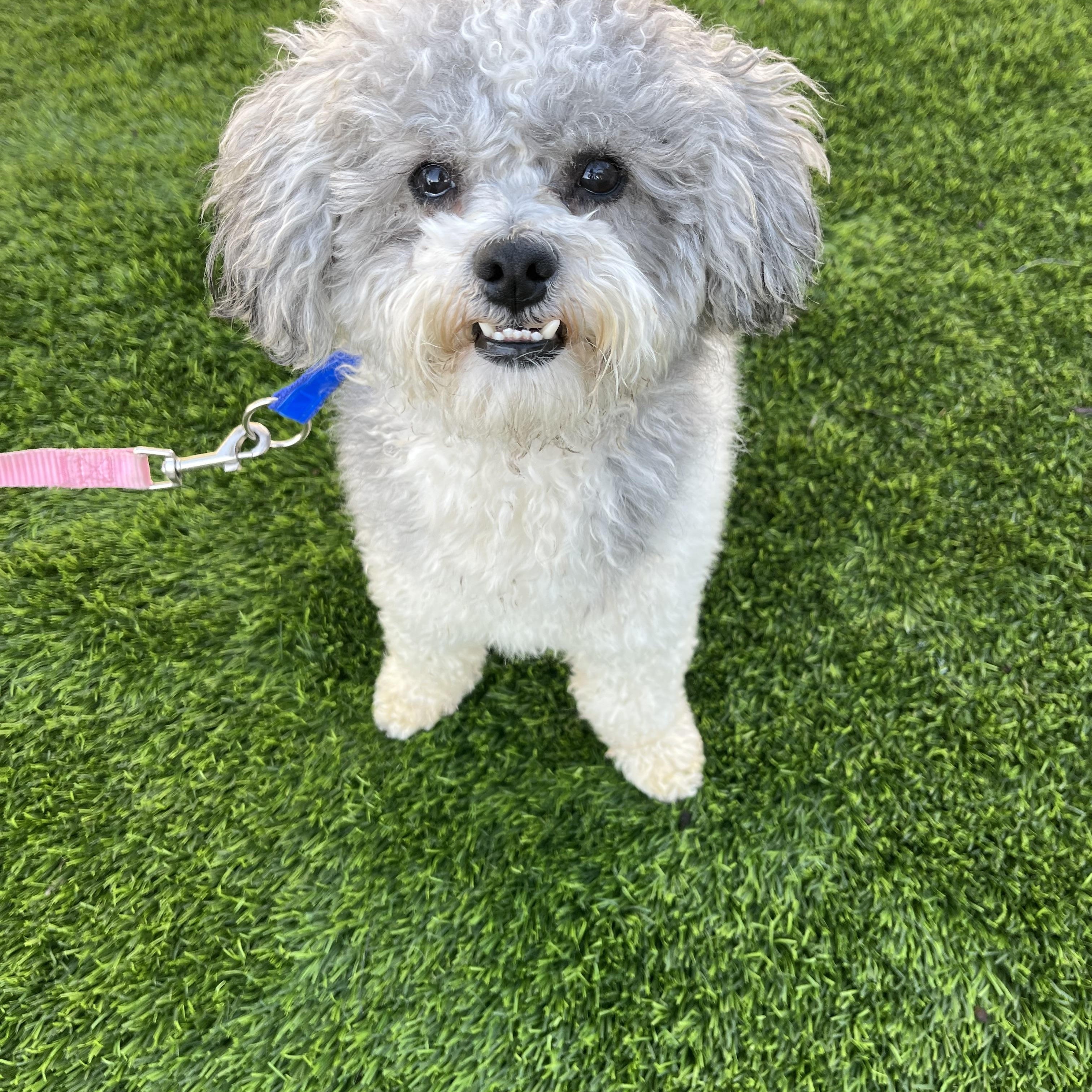 Enlarge Ottis , a ADOPTABLE Poodle in Poway, CA image 1/4