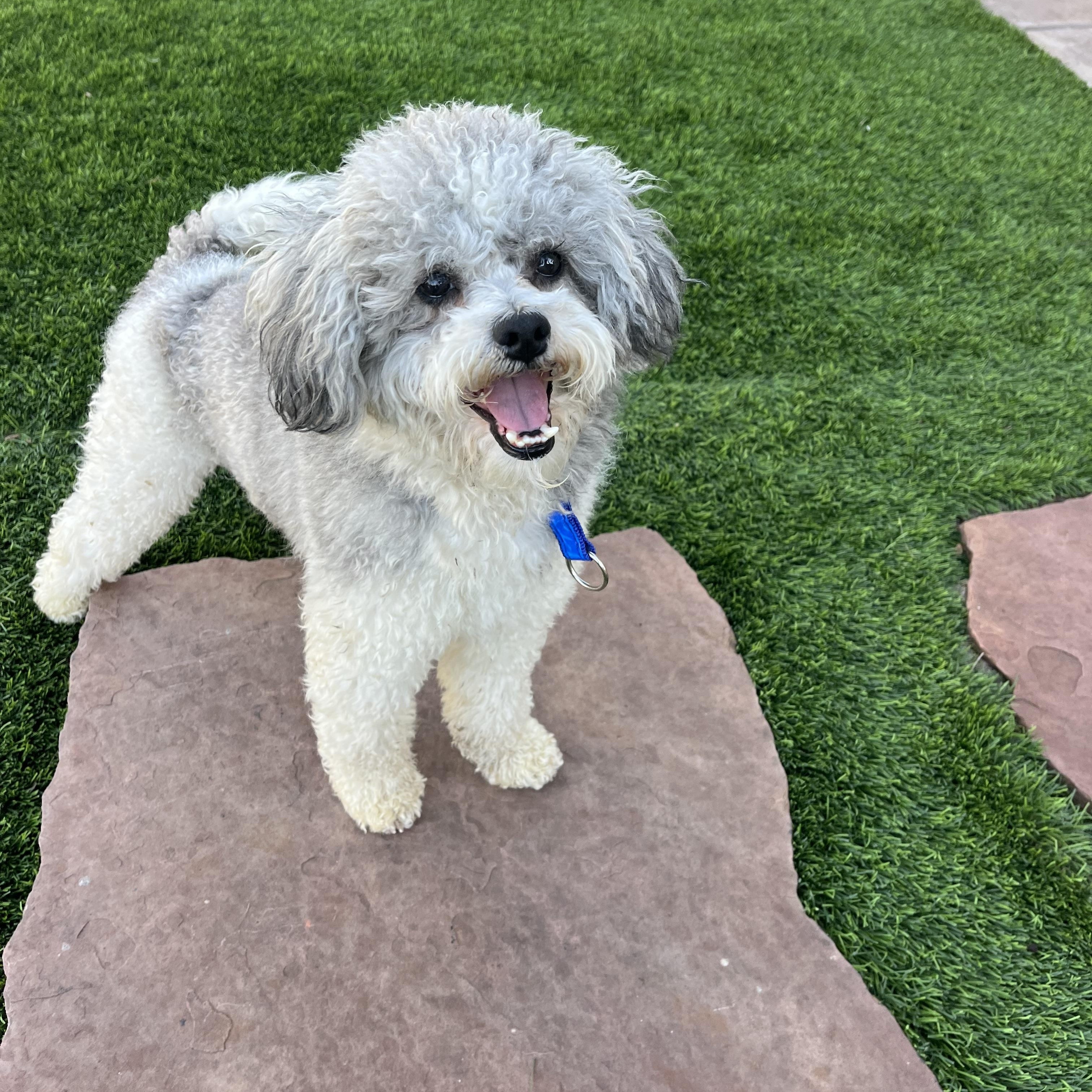 Enlarge Ottis , a ADOPTABLE Poodle in Poway, CA image 2/4