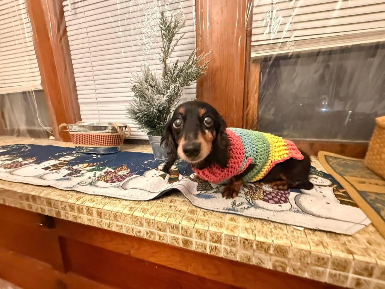 Enlarge Daisy (Dog), an adopted Dachshund in Manhattan, KS image 2/3