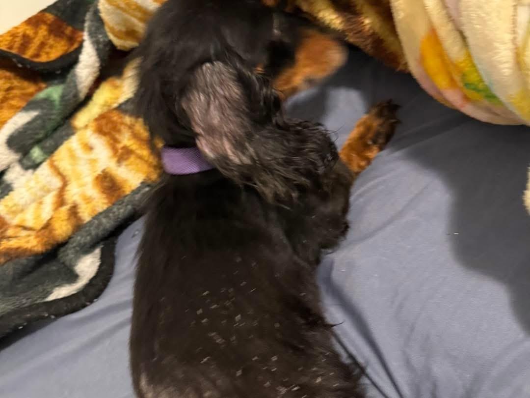 Enlarge Daisy (Dog), an adopted Dachshund in Manhattan, KS image 3/3