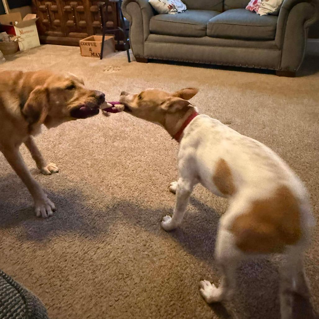 Daisy, Adoptable, Puppy Female Mountain Cur & Terrier.