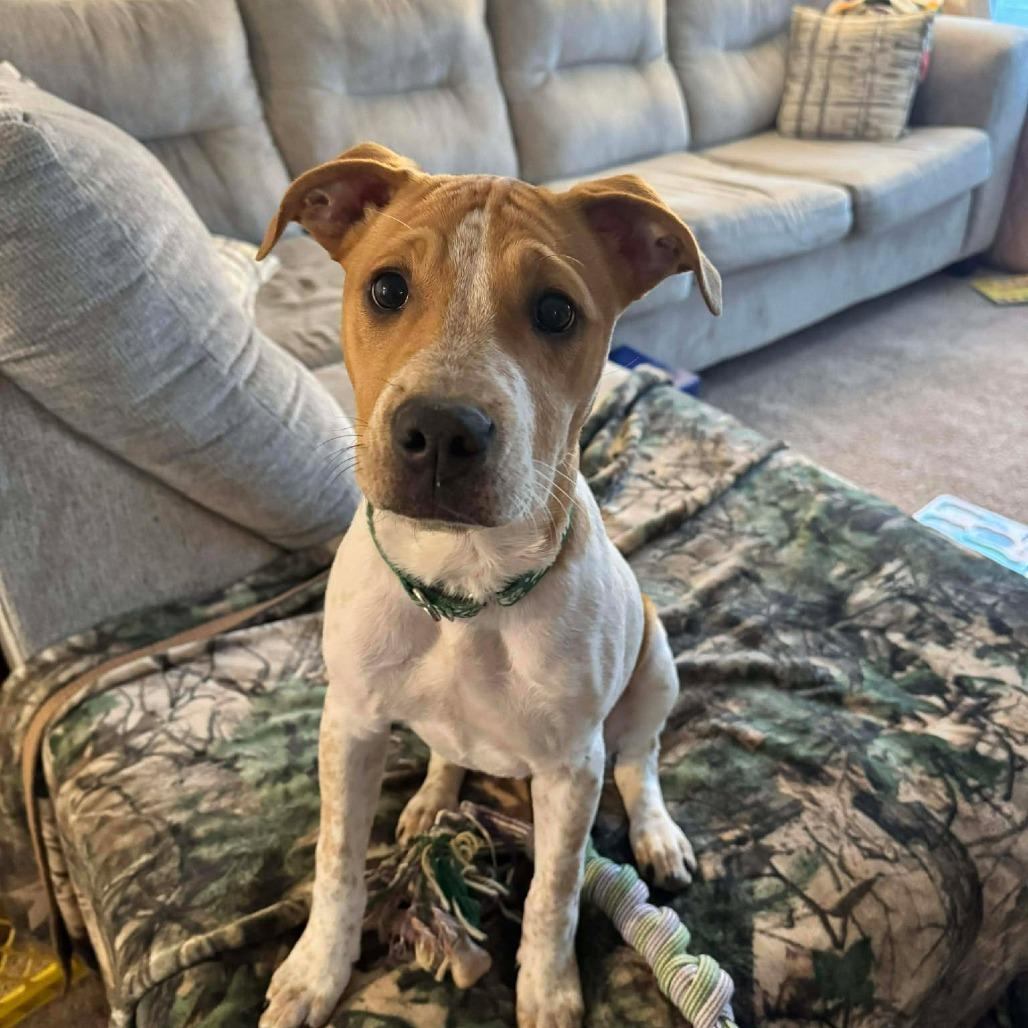 Daisy, Adoptable, Puppy Female Mountain Cur & Terrier.