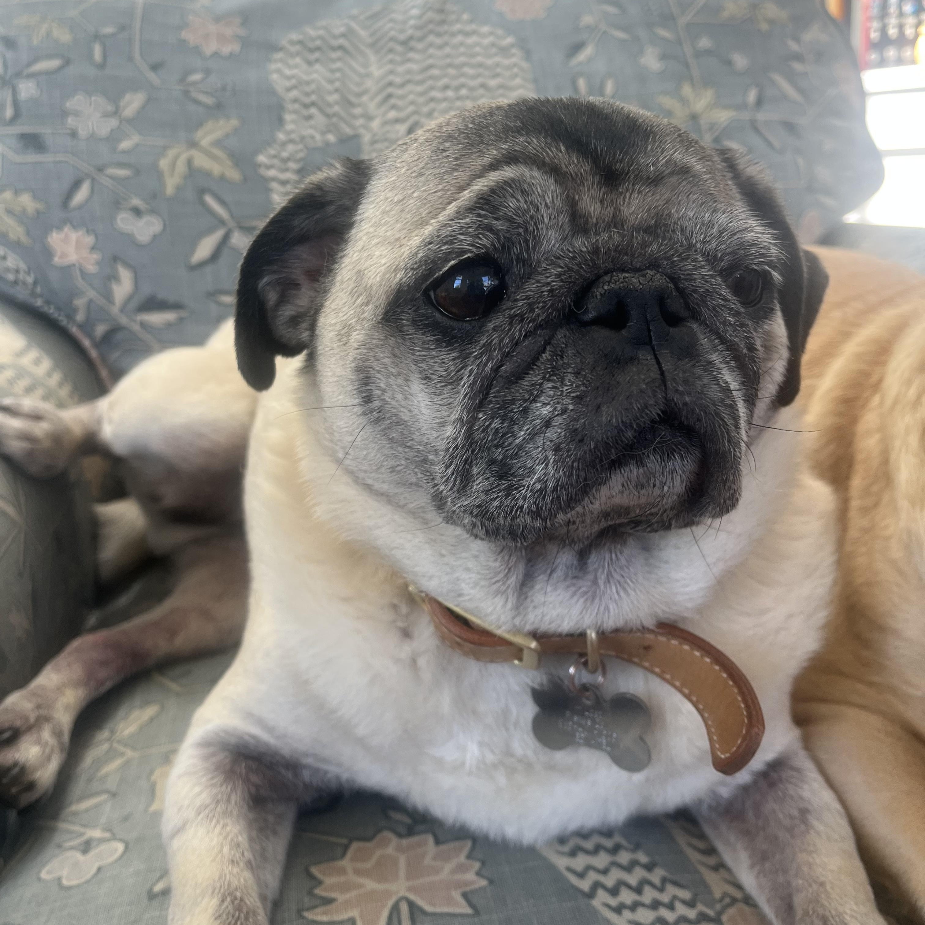 Enlarge Jim Gaffigan and Patton Oswalt, a ADOPTABLE Pug in New Orleans, LA image 2/3