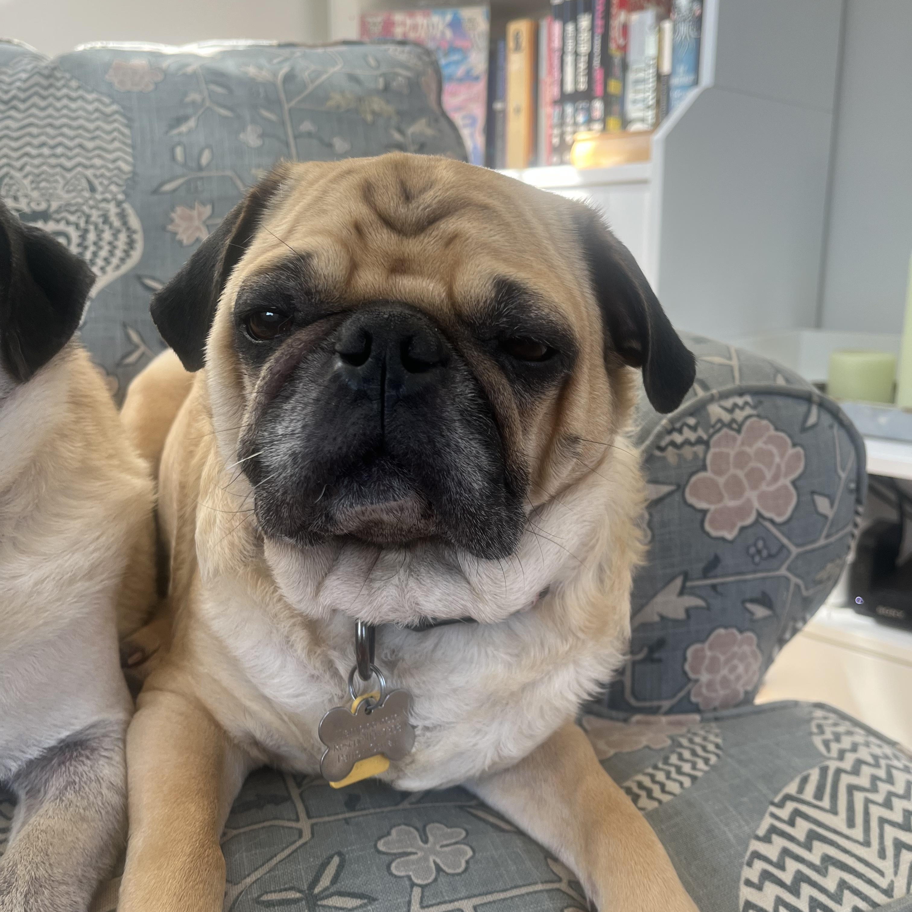 Enlarge Jim Gaffigan and Patton Oswalt, a ADOPTABLE Pug in New Orleans, LA image 3/3