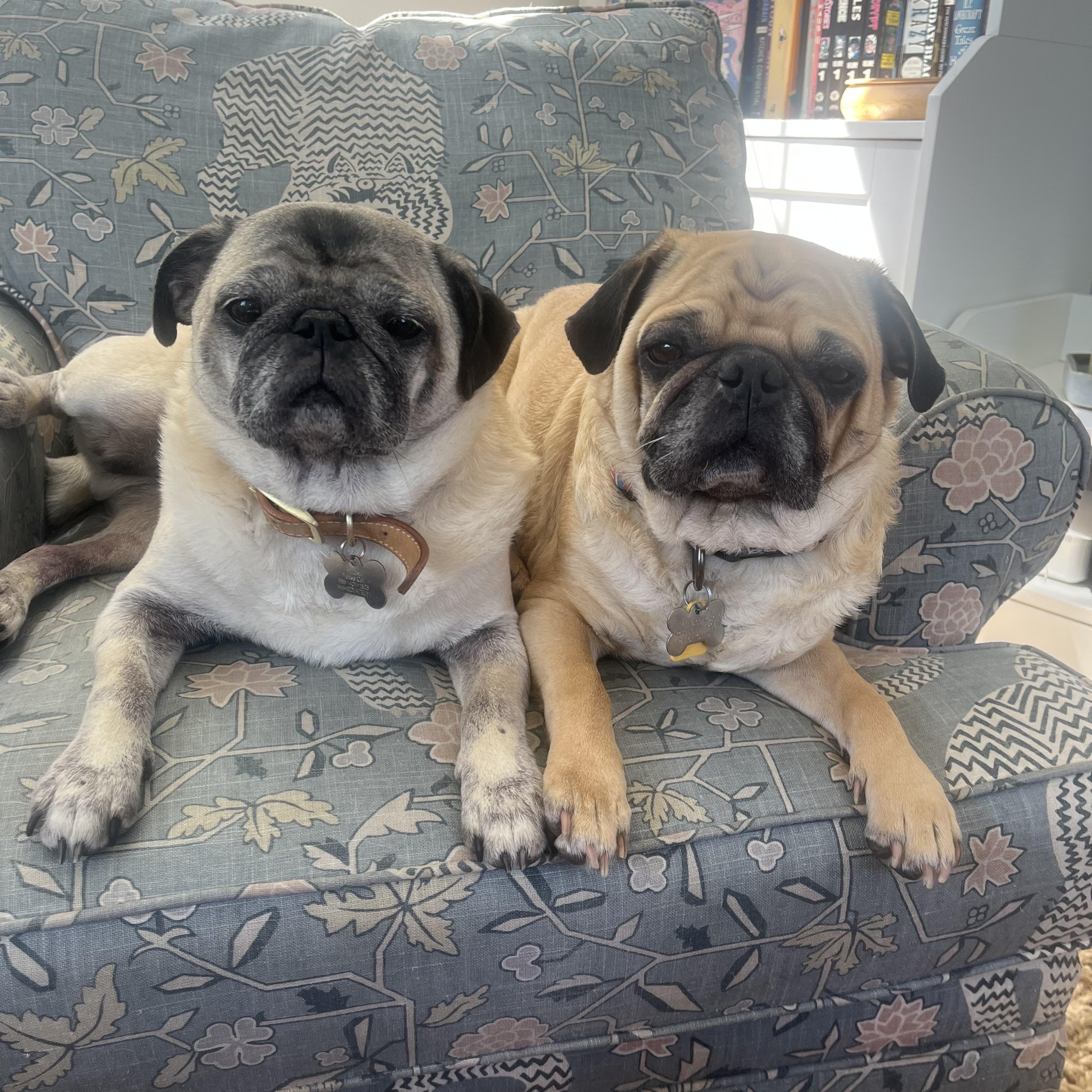 Enlarge Jim Gaffigan and Patton Oswalt, a ADOPTABLE Pug in New Orleans, LA image 1/3