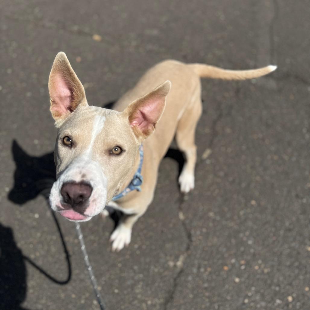 Nova, Adoptable, Young Female Australian Cattle Dog / Blue Heeler & Mixed Breed.