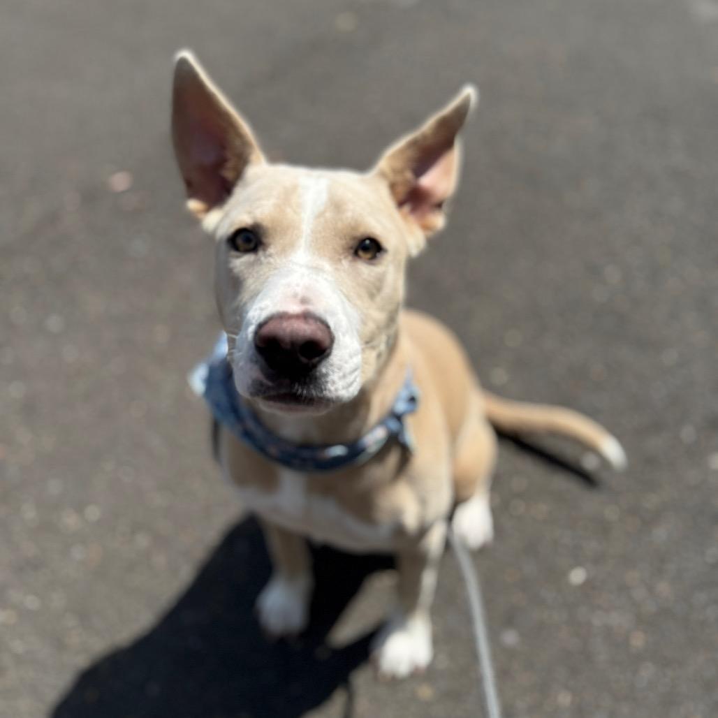 Enlarge Nova, a Adoptable mixed breed in Newberg, OR image 2/6