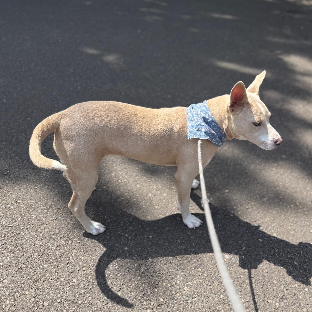 Enlarge Nova, a Adoptable mixed breed in Newberg, OR image 3/6