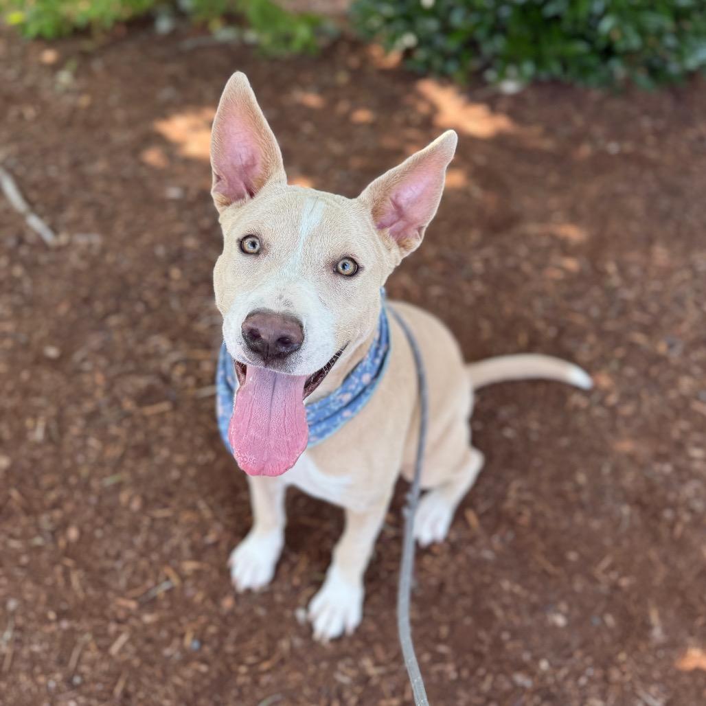 Enlarge Nova, a Adoptable mixed breed in Newberg, OR image 4/6