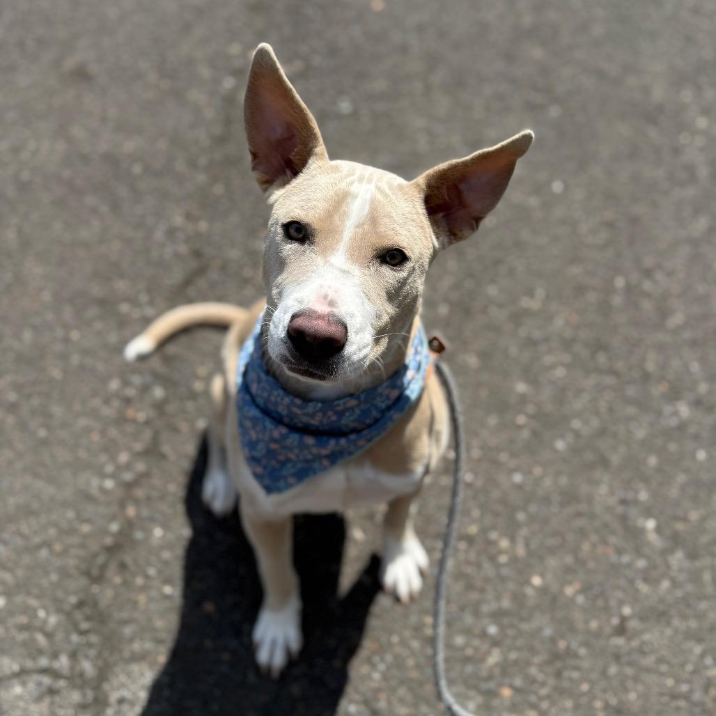 Enlarge Nova, a Adoptable mixed breed in Newberg, OR image 5/6