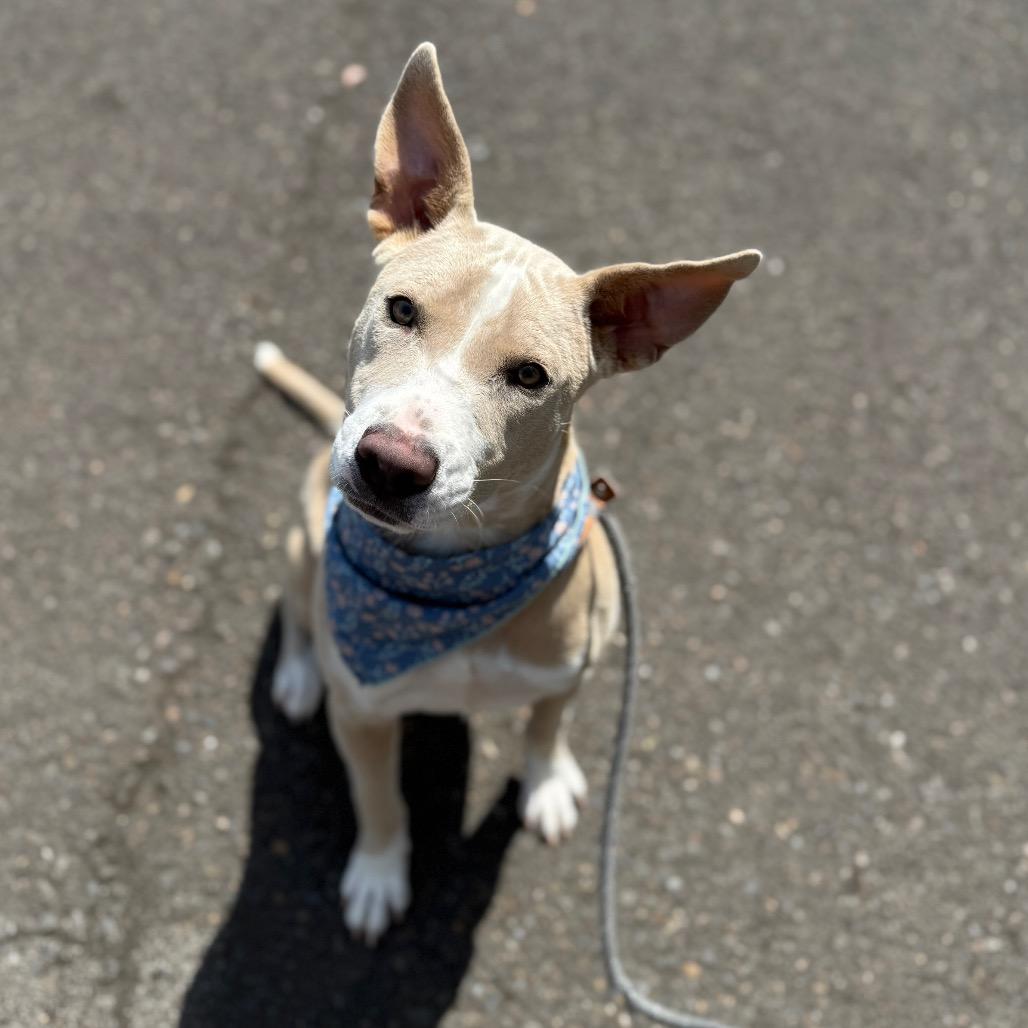 Enlarge Nova, a Adoptable mixed breed in Newberg, OR image 6/6