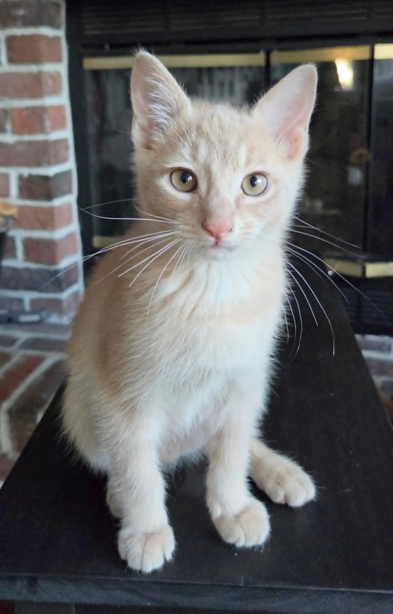 James, an adopted Domestic Short Hair in Overland Park, KS image 4/6