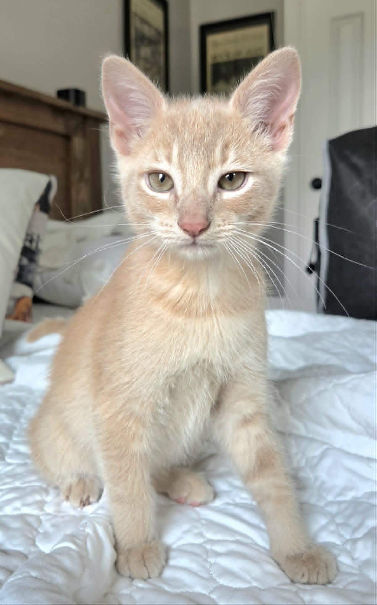 James, an adopted Domestic Short Hair in Overland Park, KS image 5/6