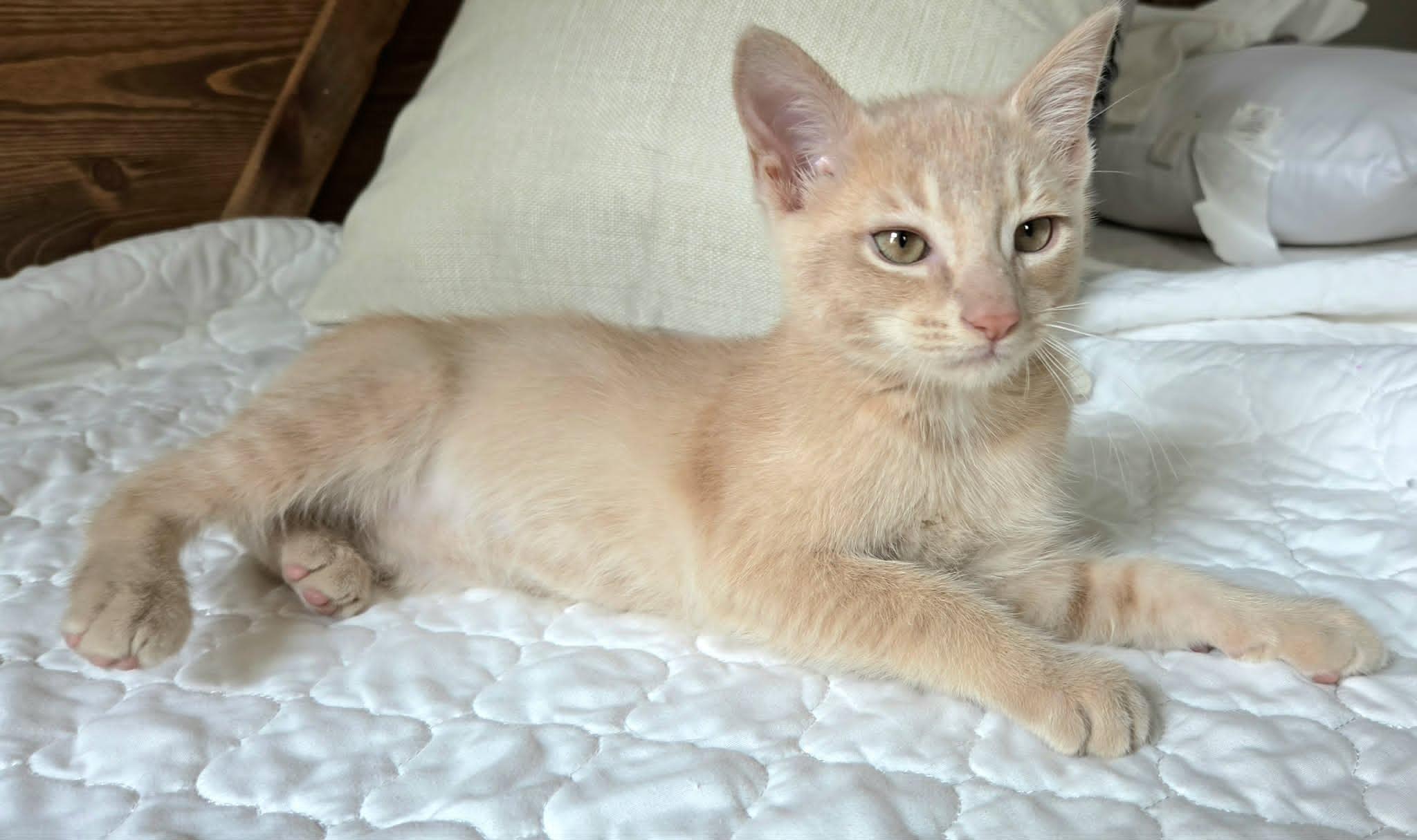 James, an adopted Domestic Short Hair in Overland Park, KS image 2/6