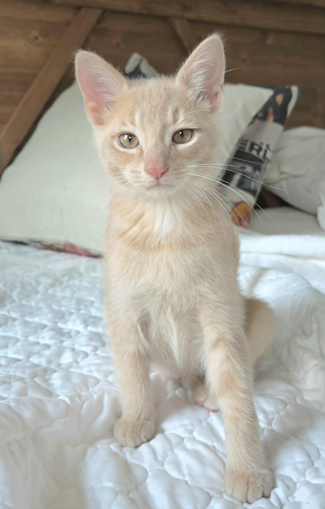 James, an adopted Domestic Short Hair in Overland Park, KS image 3/6