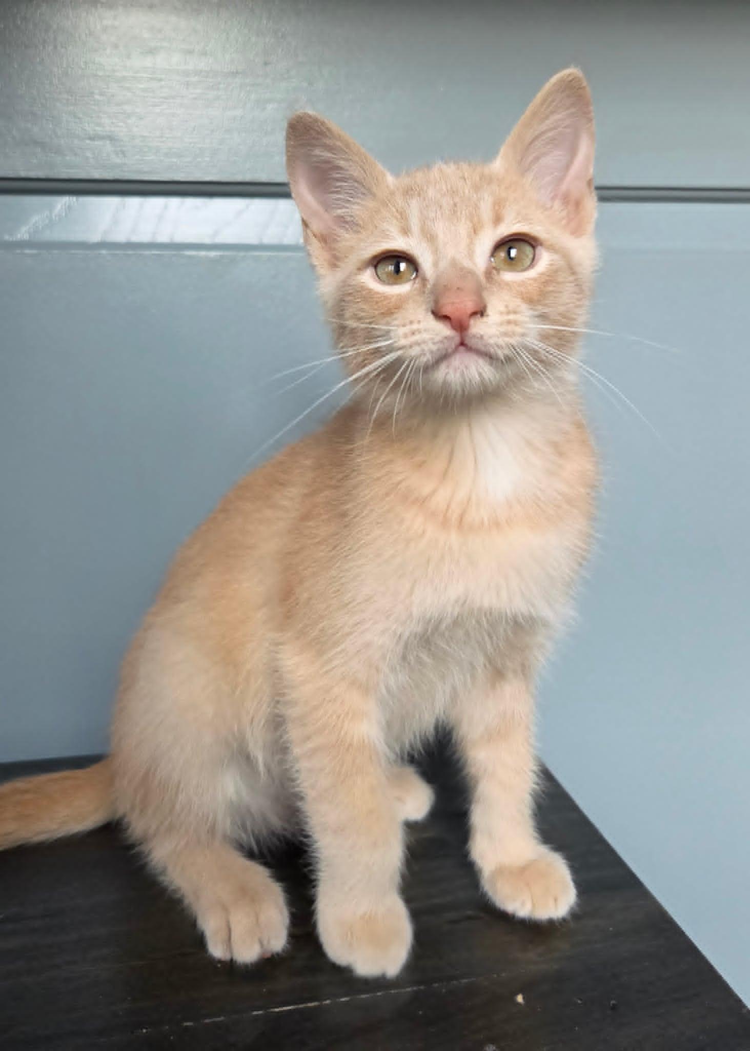 James, adopted, Kitten Male Domestic Short Hair.