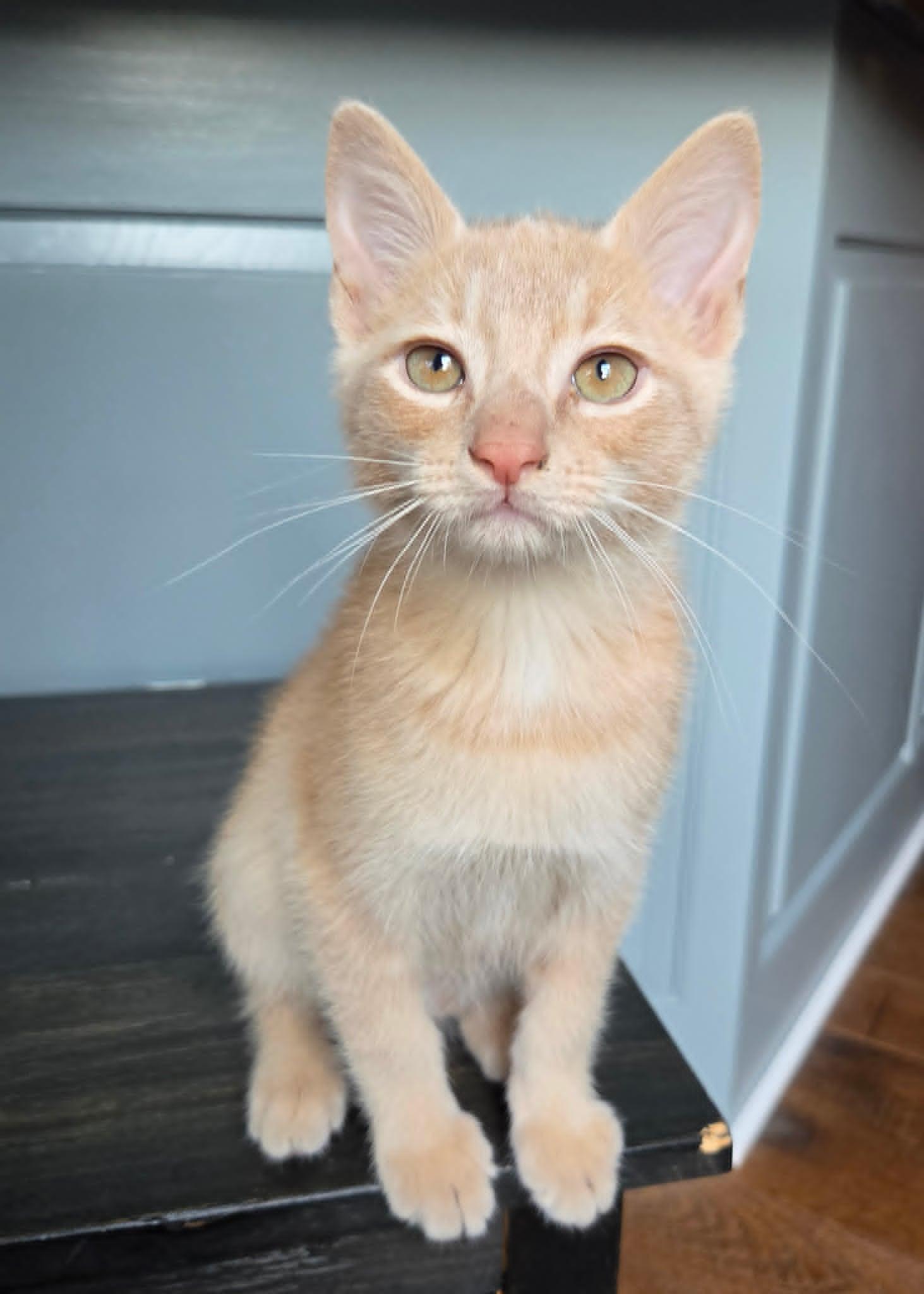 James, an adopted Domestic Short Hair in Overland Park, KS image 6/6